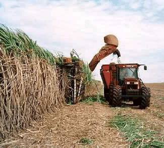Brazilian farmer harvesting crops