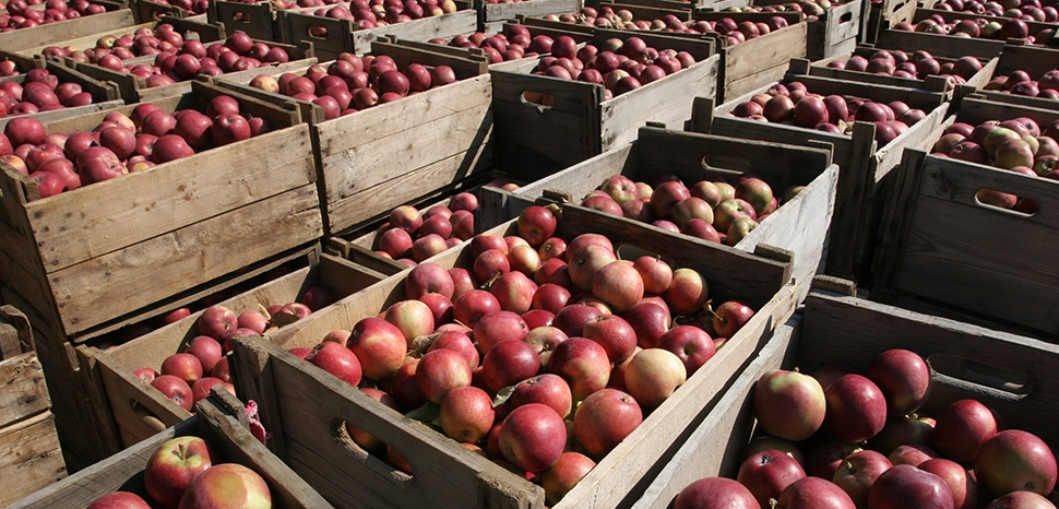 cc Marc-Lautenbacher, modified, https://commons.wikimedia.org/wiki/File:Apple_harvest_boxes_of_apple_orchard_on_%C3%8Ele_d%E2%80%99Orl%C3%A9ans_in_Canada.jpg