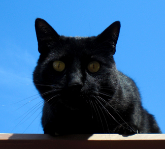 Blackcat, cc Flickr timlewisnm https://creativecommons.org/licenses/by-sa/2.0/