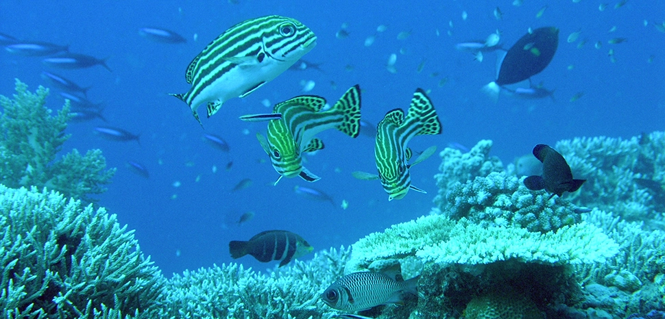 cc matthew lee, modified, https://commons.wikimedia.org/wiki/File:Layang-Layang_diving28.jpg