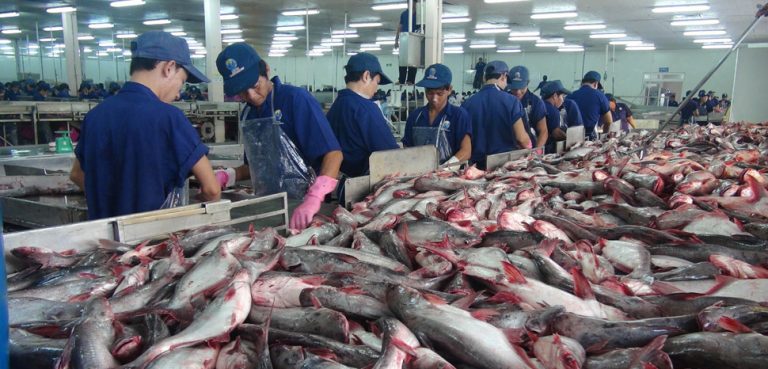 Catfish (Pangasius) from Vietnam's freshwater fish farms. Vietnamfish, Cong Mao - Vietnam News Agency., modified.