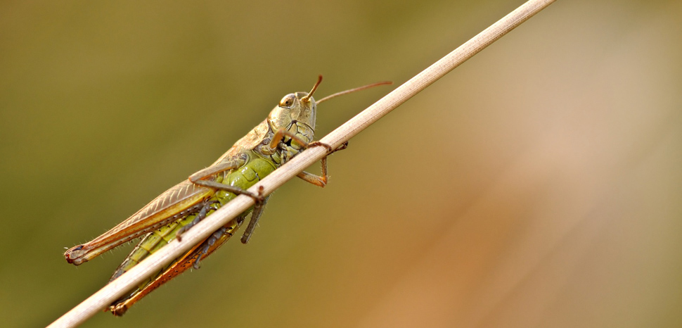 Locust, modified, creative commons