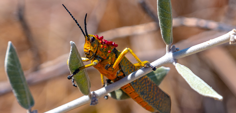                 exploring portions of Isalo National Park...is this a Locust, cc Flickr Murray Foubister, modified, https://flickr.com/photos/mfoubister/33493263118/in/photolist-2jeVx17-2m9XtFH-8FXxxi-8G1FMw-8FXw2k-6eC3UC-aeDD4J-Lvhk3r-LomMQV-L4QdGs-L4Qqwj-L4QmdE-L4Qro9-LvhevK-LomLuD-6euaDL-6euaE3-72x9Hd-jqAxzc-dRvT3s-6euaDQ-6euaDS-6euaEj-6euaEh-dRvQVA-T2FJeL
              