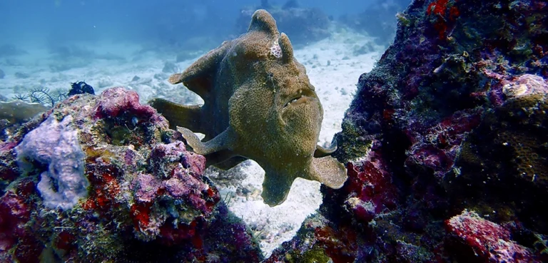 Vietnam’s New South China Sea Play: From Militarization to Conservation