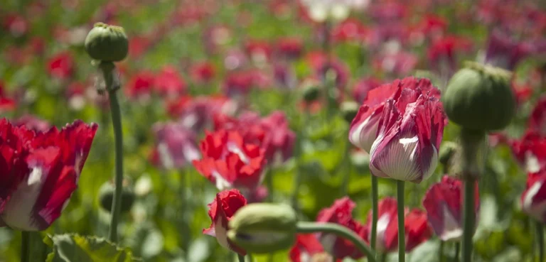 Taliban Poppy Ban Resets South Asian Drug Flows