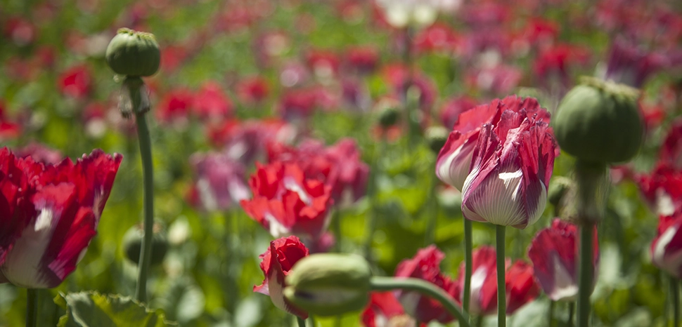 Afghan poppy field, modified, Sgt Pete Thibodeauhttps://commons.wikimedia.org/wiki/File:A_poppy_field_in_Helmand_province,_Afghanistan,_April_3,_2013_130403-M-BO337-191.jpg